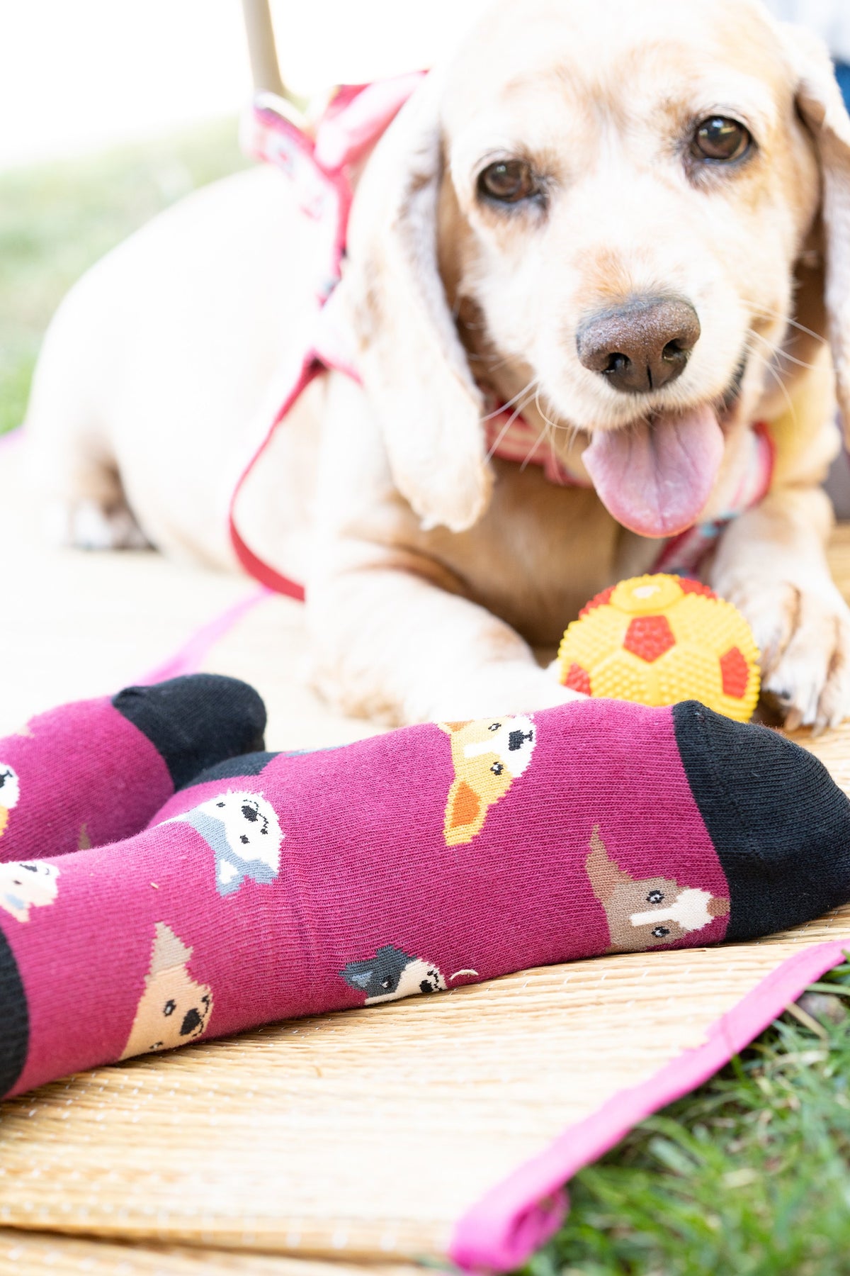 Kids Cute Dogs Socks